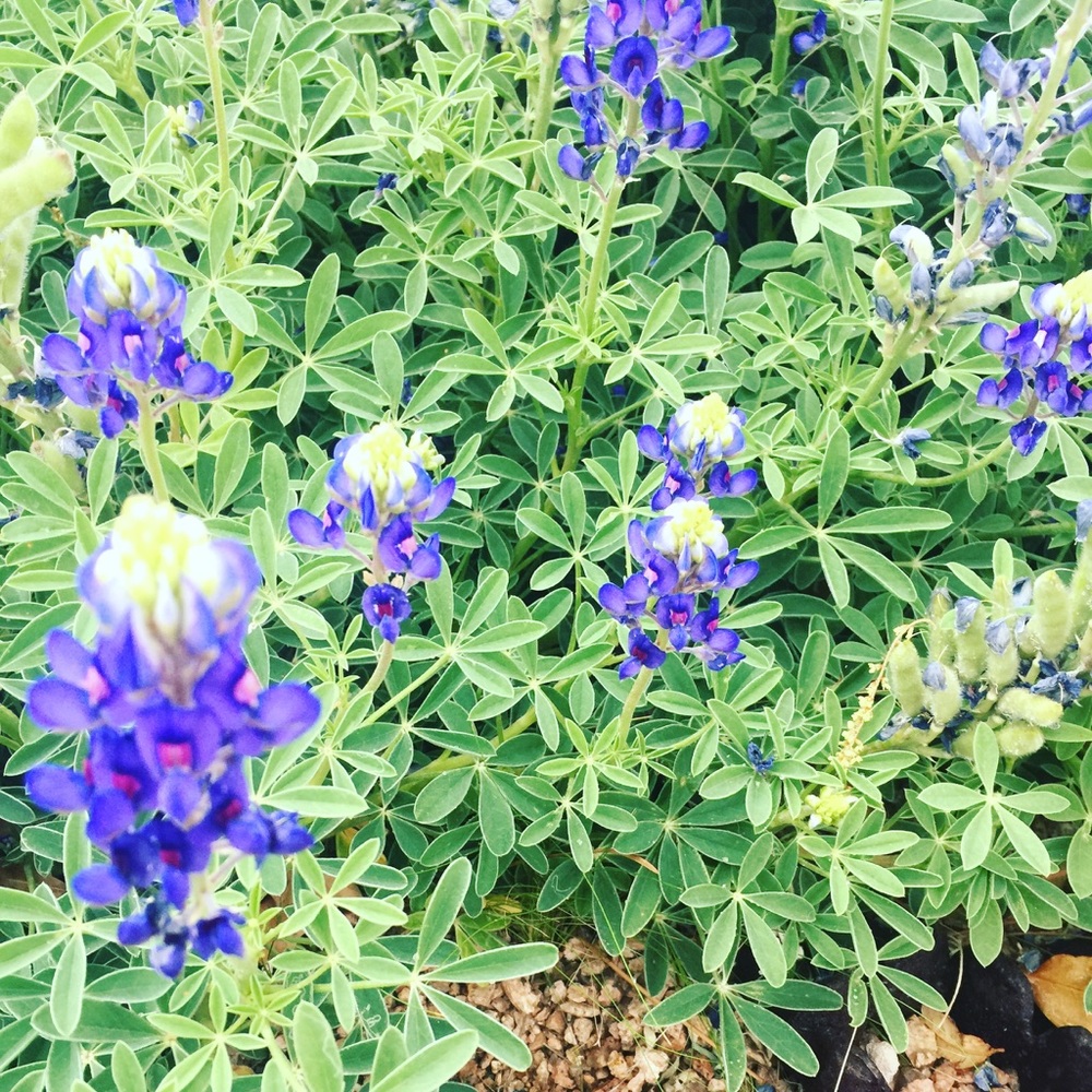 Meet your Posher, Brenna